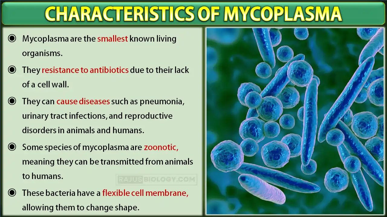 Characteristics of Mycoplasma