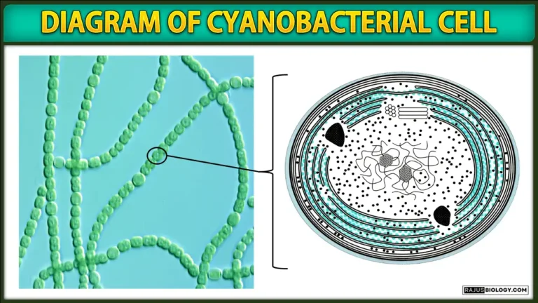 Cyanobacteria Diagrams