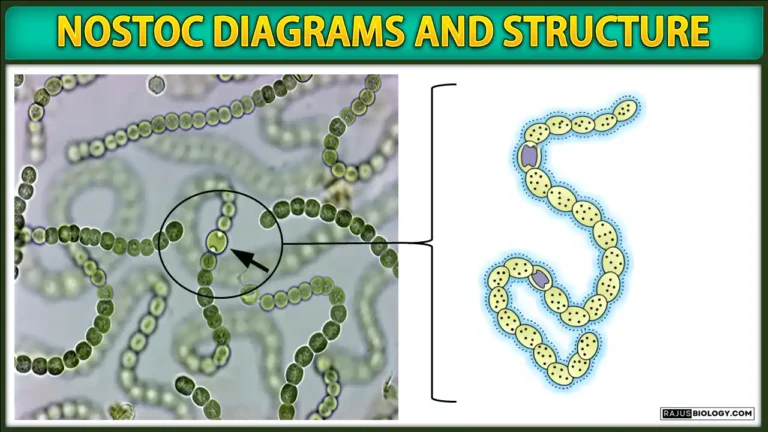 Nostoc Diagrams