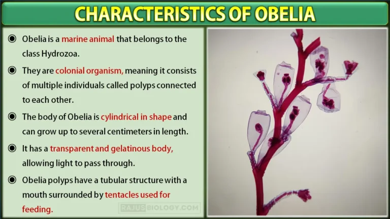 Obelia Characteristics