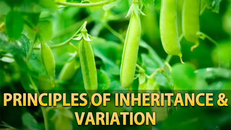 Principles of Inheritance and Variation Class 12 Notes