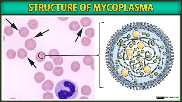 Structure of Mycoplasma