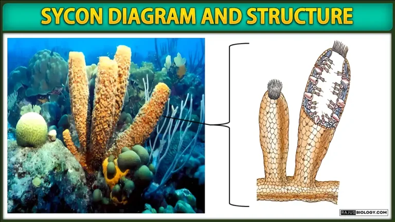 Sycon Diagram