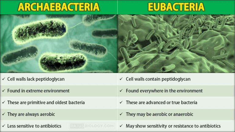 difference between archaebacteria and eubacteria