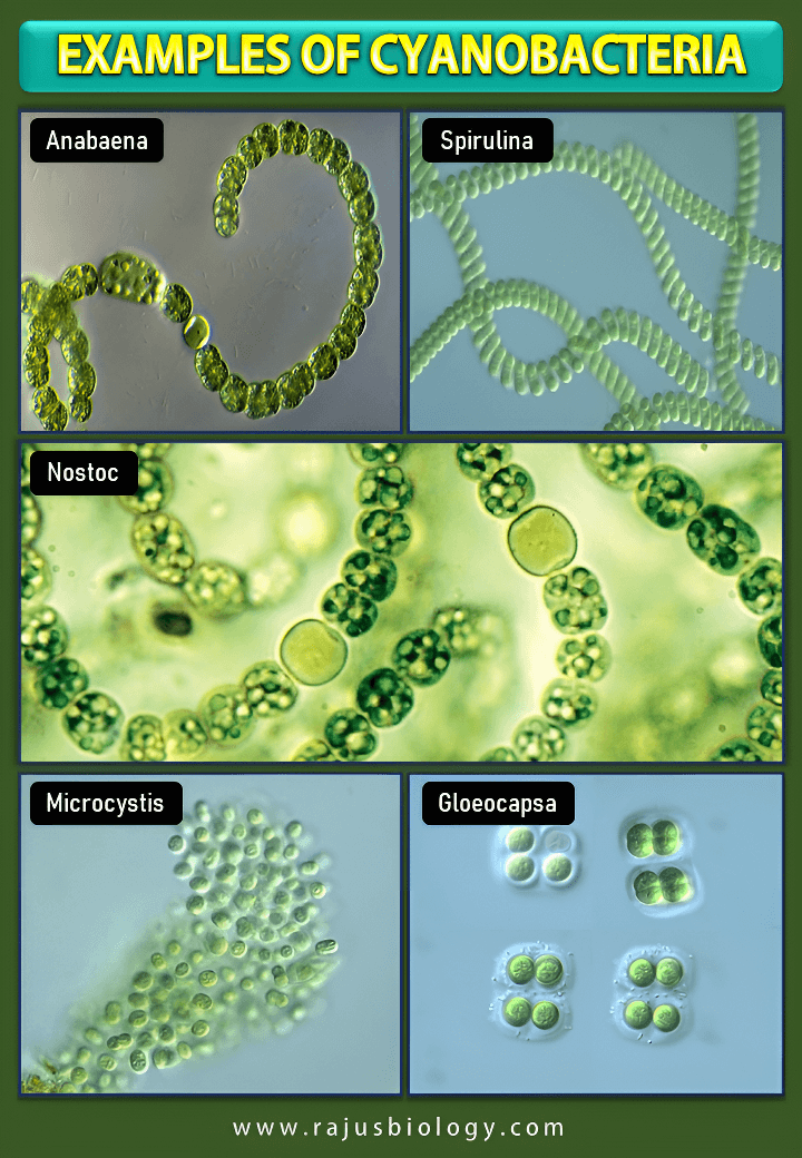 Examples of cyanobacteria