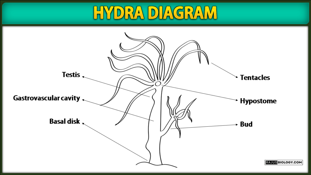 Hydra Diagram