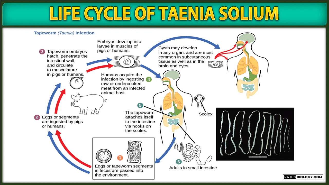 Life Cycle of Taenia solium
