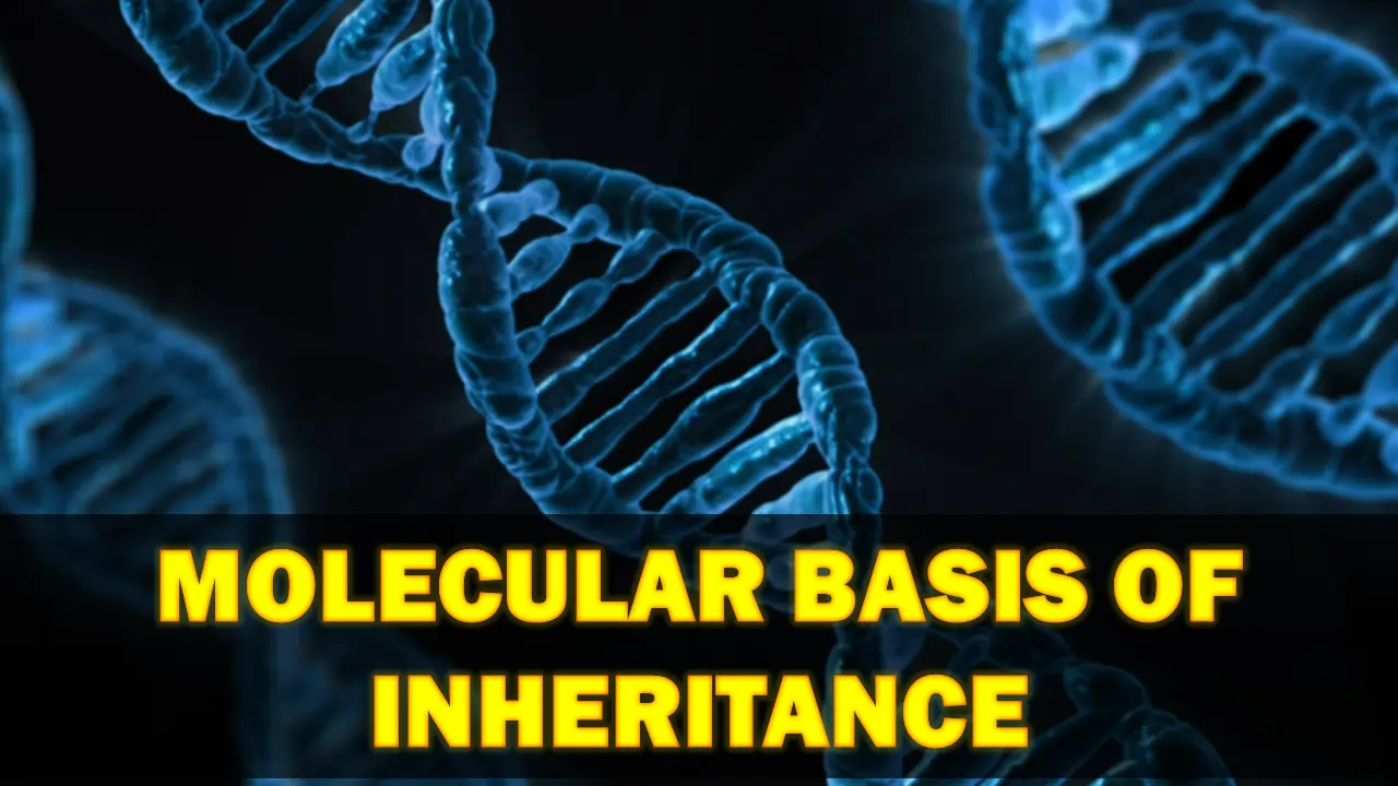 Molecular Basis of Inheritance Class 12 Notes
