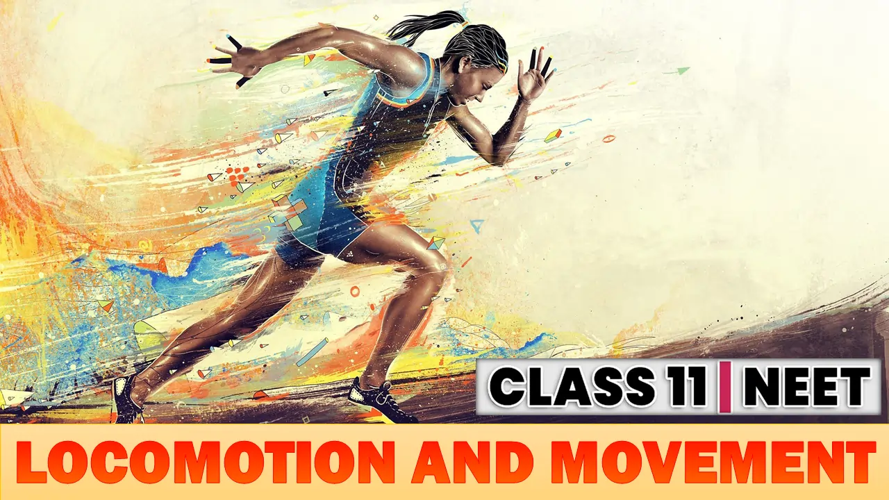 Locomotion and Movement Class 11 Notes