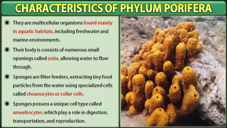 Phylum Porifera Characteristics