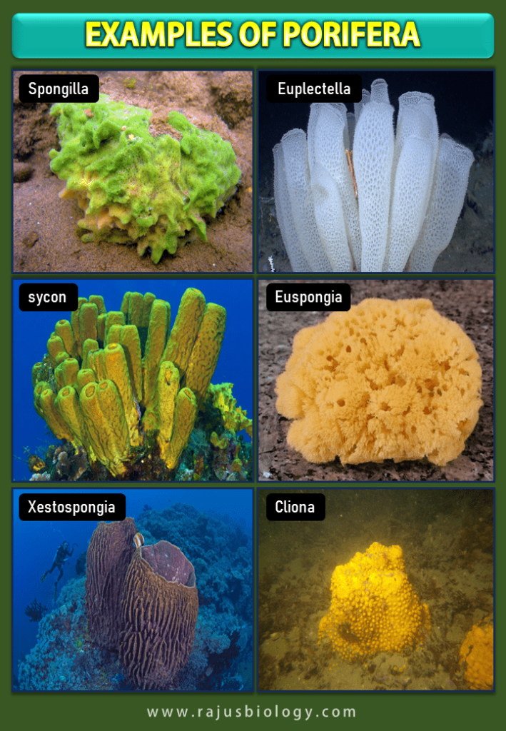 Phylum Porifera Characteristics Classification And Examples With