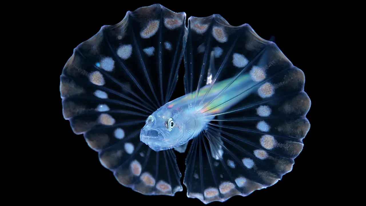 Rainbow Tripod Fish Facts