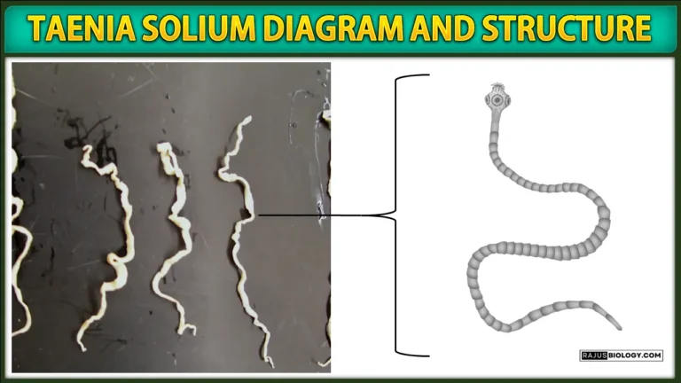 Taenia solium Diagram