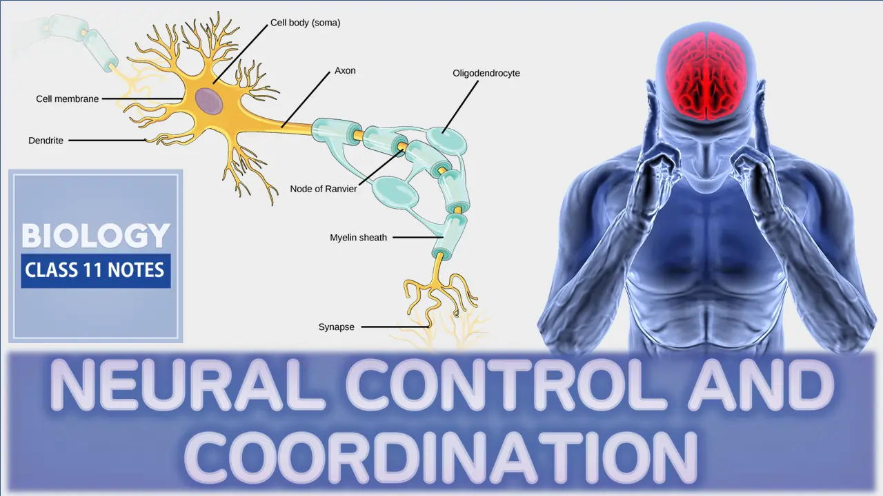 Neural Control and Coordination Class 11 Notes