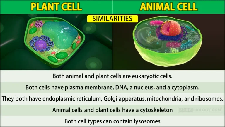 Animal Cell and Plant Cell Similarities