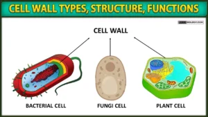 Cell Wall Diagram