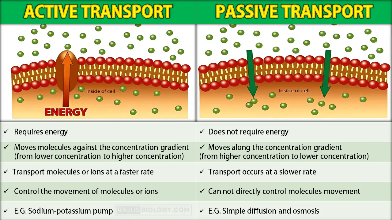Difference Between Active Transport and Passive Transport