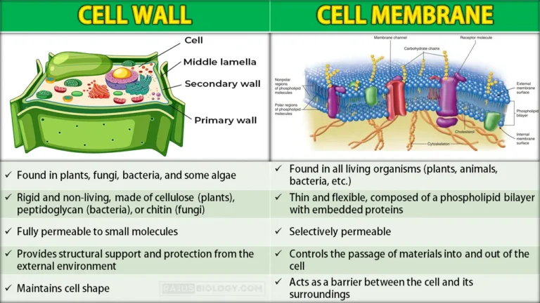 Difference Between Cell Wall and Cell Membrane