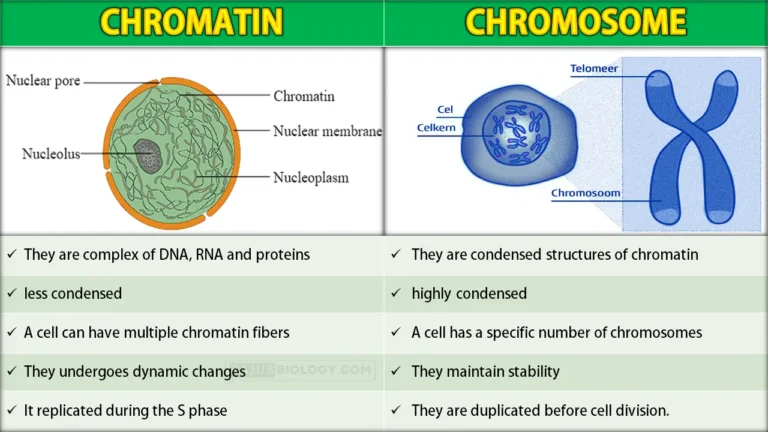 Difference Between Chromatin and Chromosome