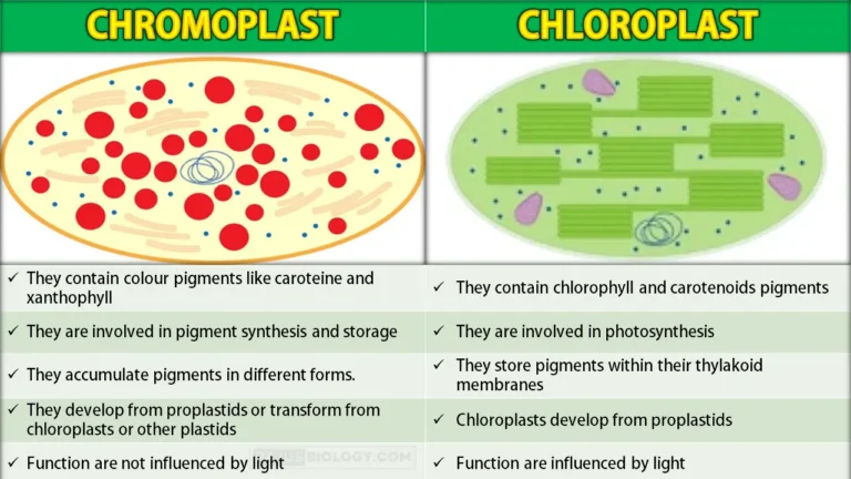 Difference Between Chromoplast and Chloroplast