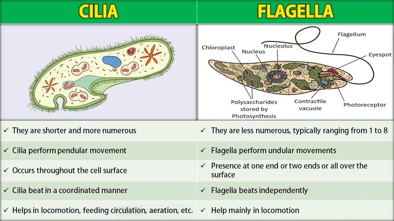 Difference Between Cilia and Flagella