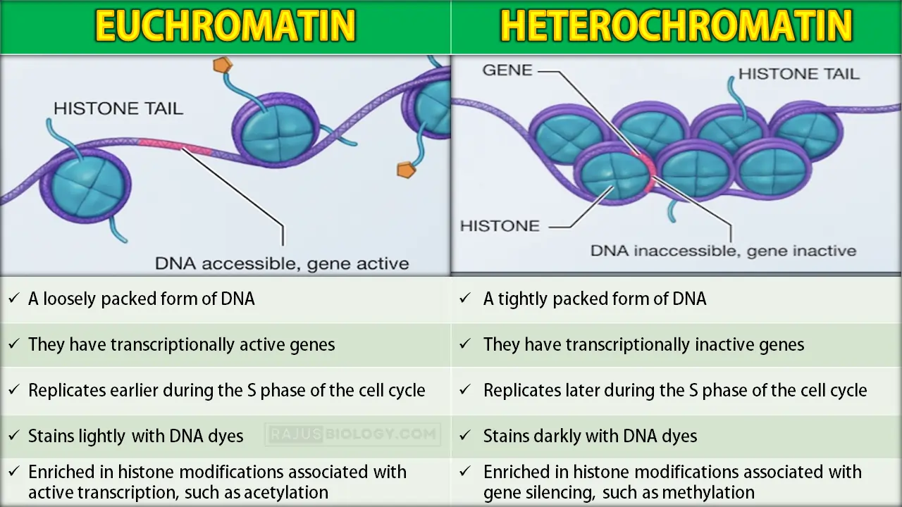 Difference Between Euchromatin and Heterochromatin