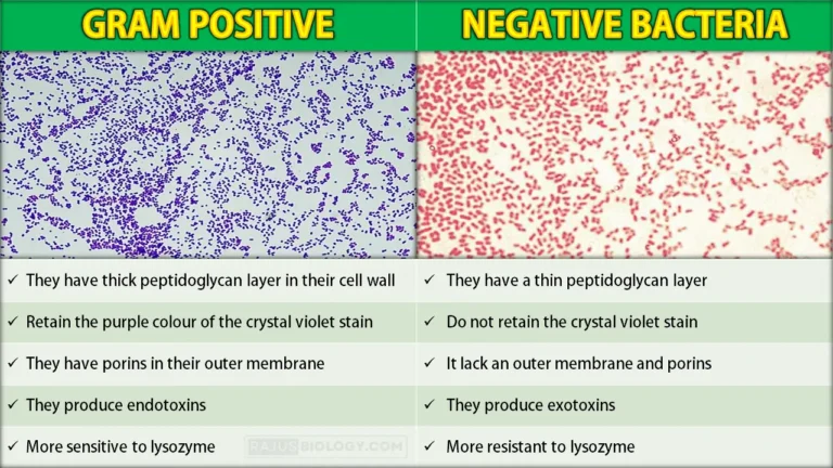 Difference Between Gram Positive and Gram Negative Bacteria