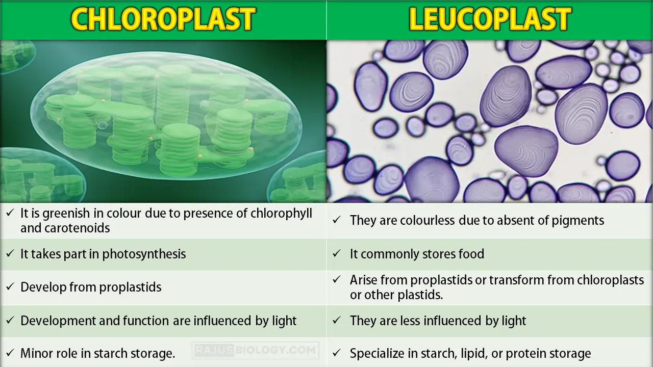 Difference Between Leucoplast and Chloroplast
