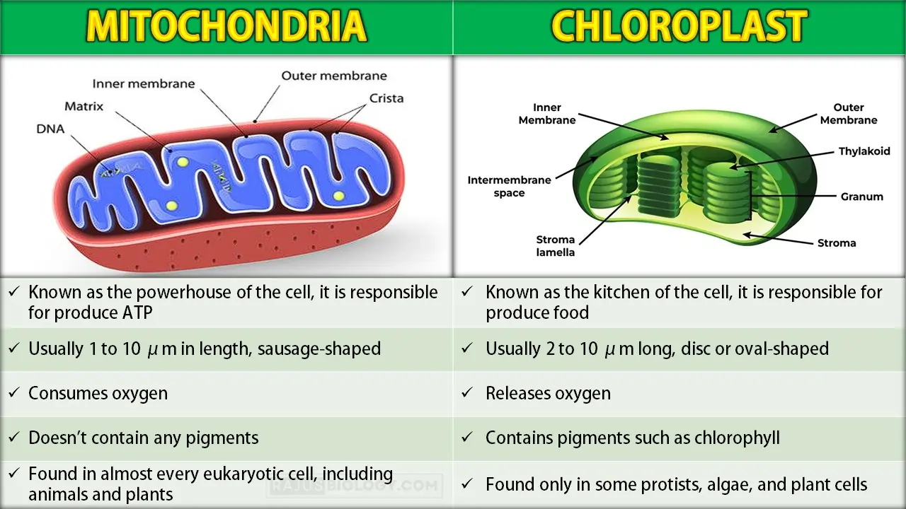 Difference Between Mitochondria and Chloroplast