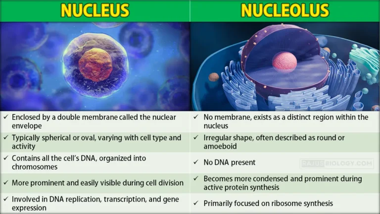 Difference Between Nucleus and Nucleolus