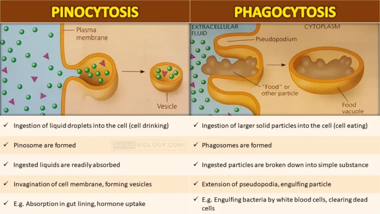 Difference Between Pinocytosis and Phagocytosis