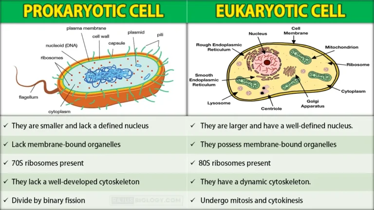 Difference Between Prokaryotic and Eukaryotic Cell