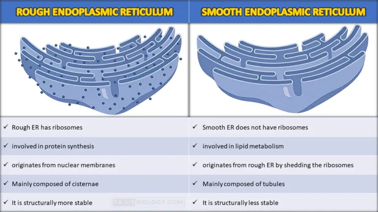 Difference Between Rough Endoplasmic Reticulum and Smooth Endoplasmic Reticulum