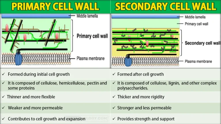 Difference between primary and secondary cell wall