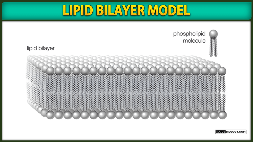 Lipid Bilayer Model of plasma membrane
