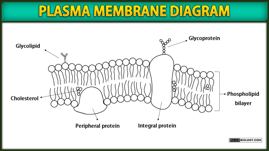 Plasma Membrane Diagram
