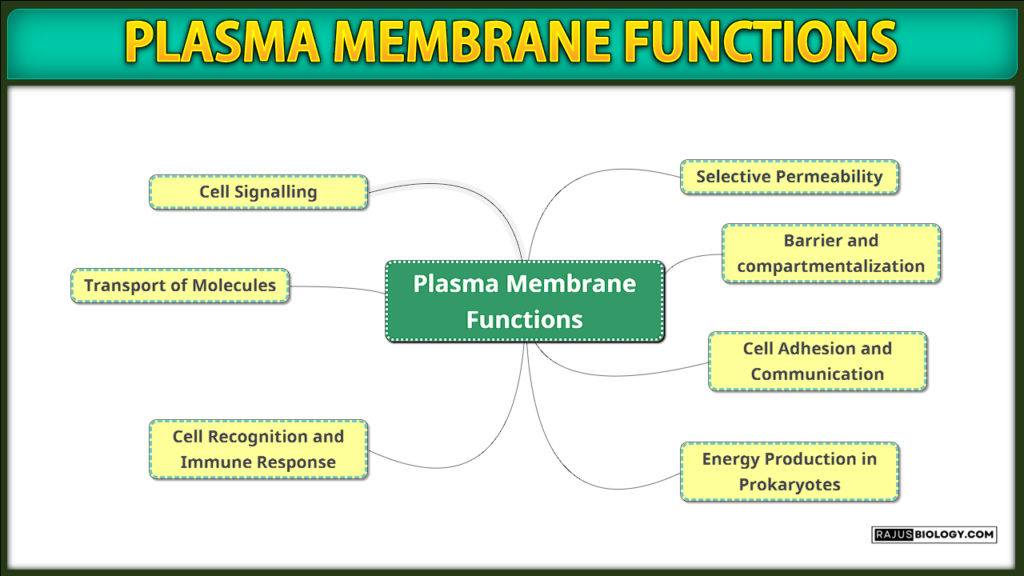 Plasma Membrane Functions