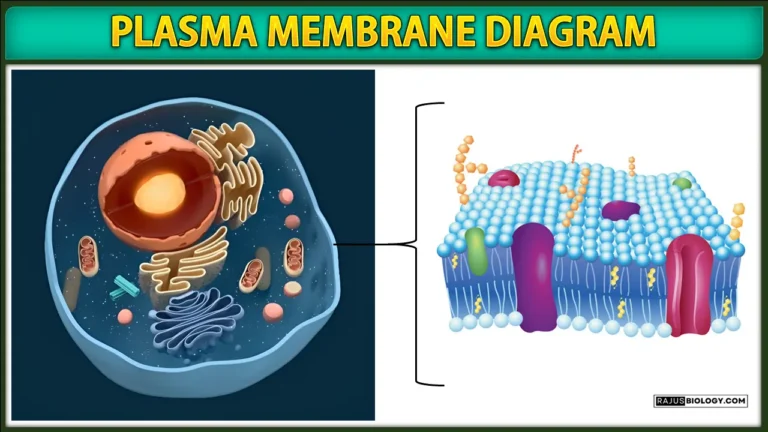 plasma membrane