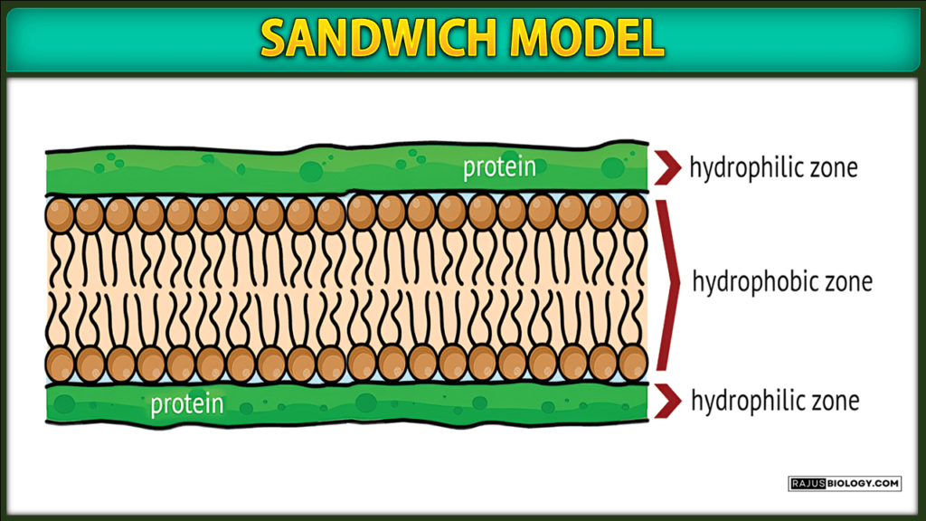 Sandwich Model of Plasma Membrane