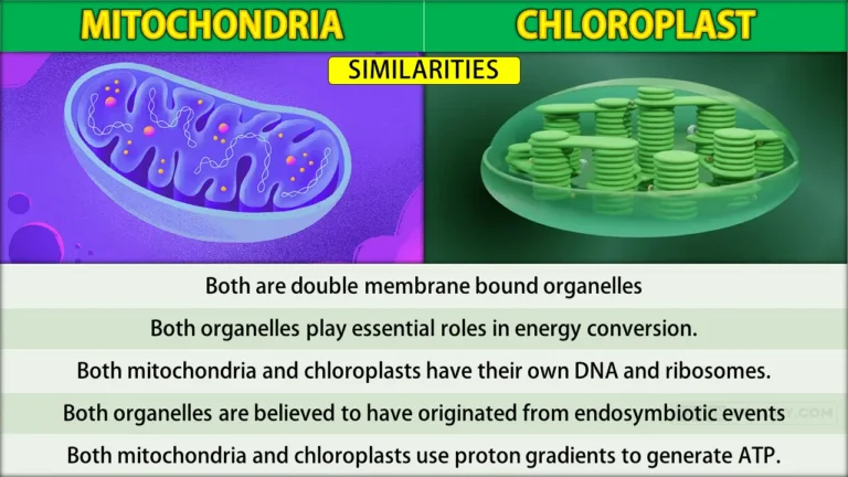 Similarities Between Mitochondria and Chloroplast