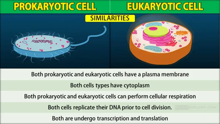 Similarities Between Prokaryotic and Eukaryotic Cells