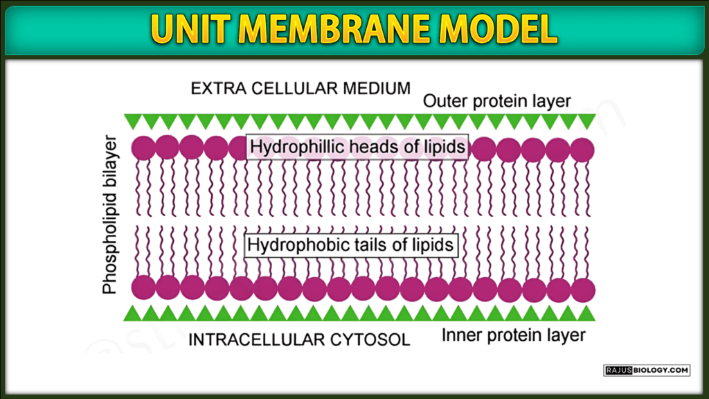 Unit Membrane Model of Plasma Membrane 