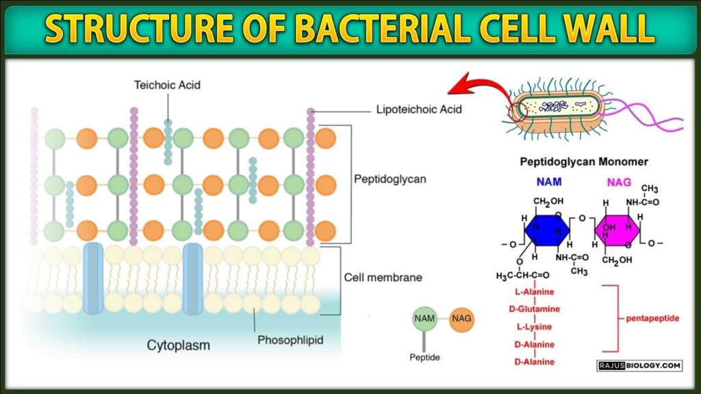 bacterial cell wall Structure
