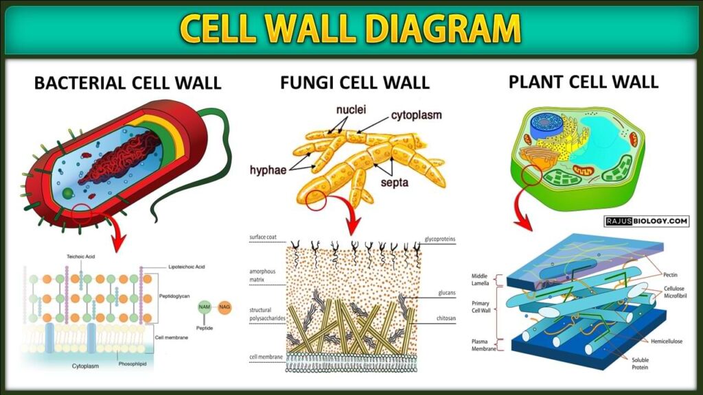 Cell Wall Diagram