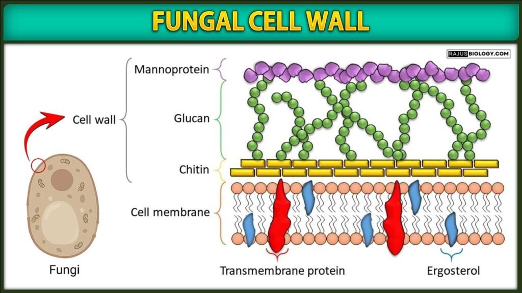 Fungal cell wall