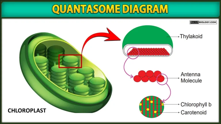 Quantasome Diagram