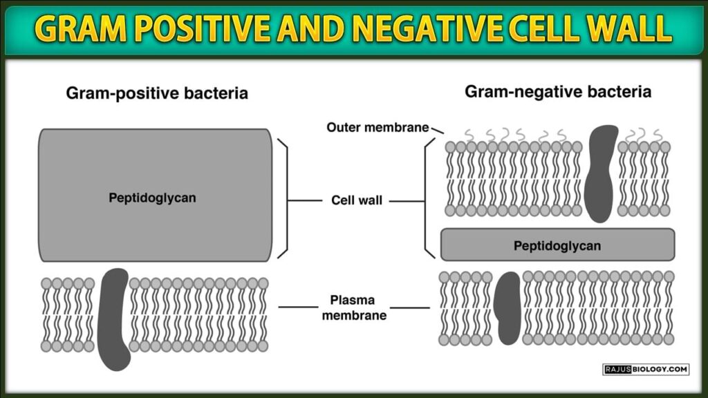 Gram Positive and Negative cell wall