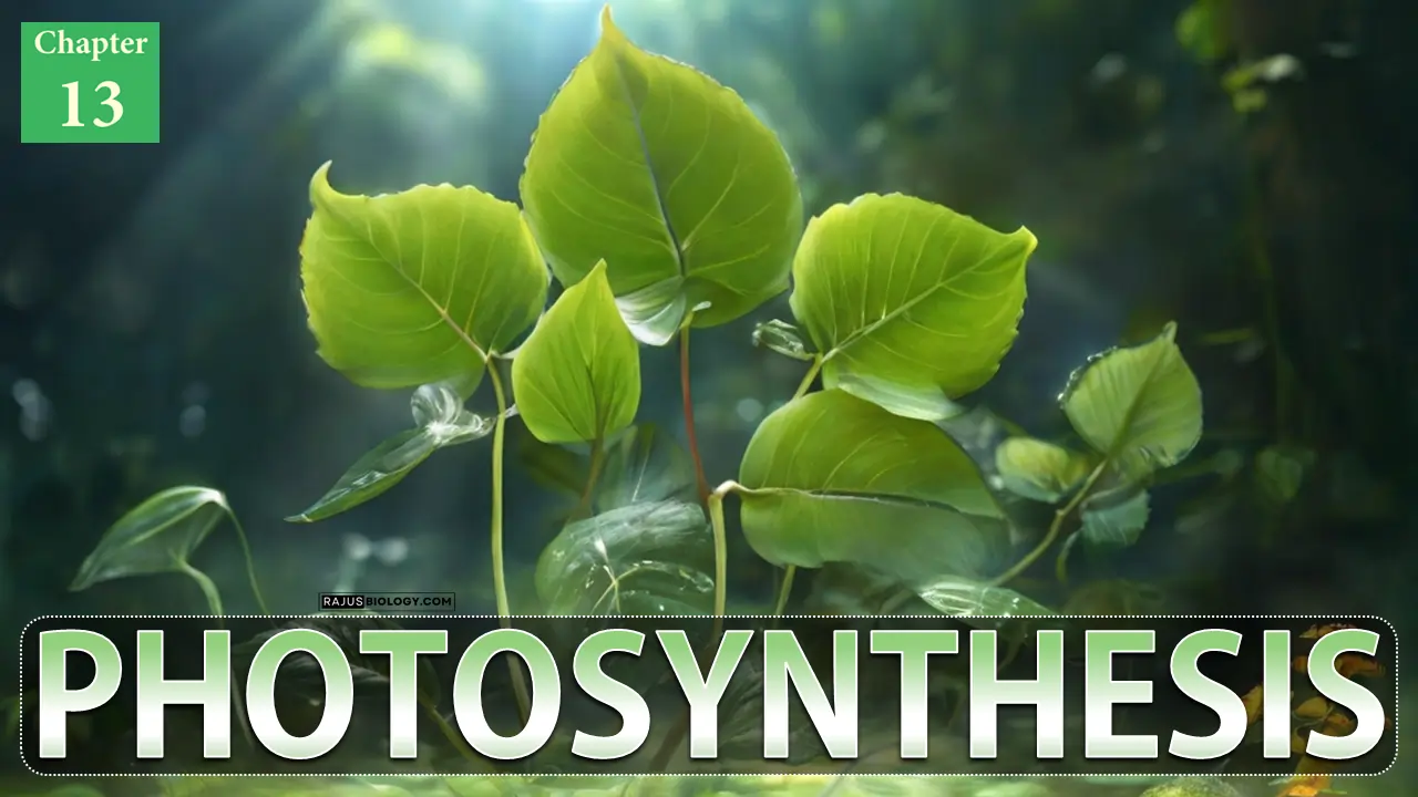 Photosynthesis Class 11 Notes