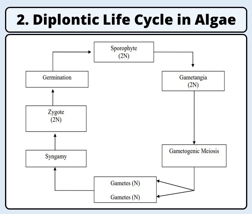 Diplontic Life Cycle in Algae