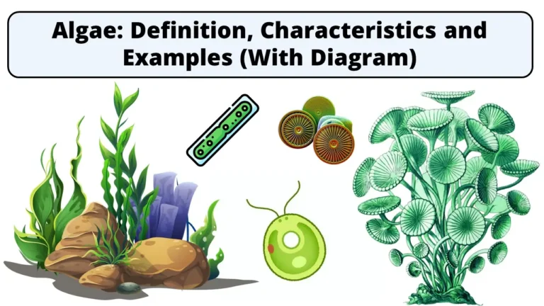 Algae Definition, Characteristics and Examples (With Diagram)